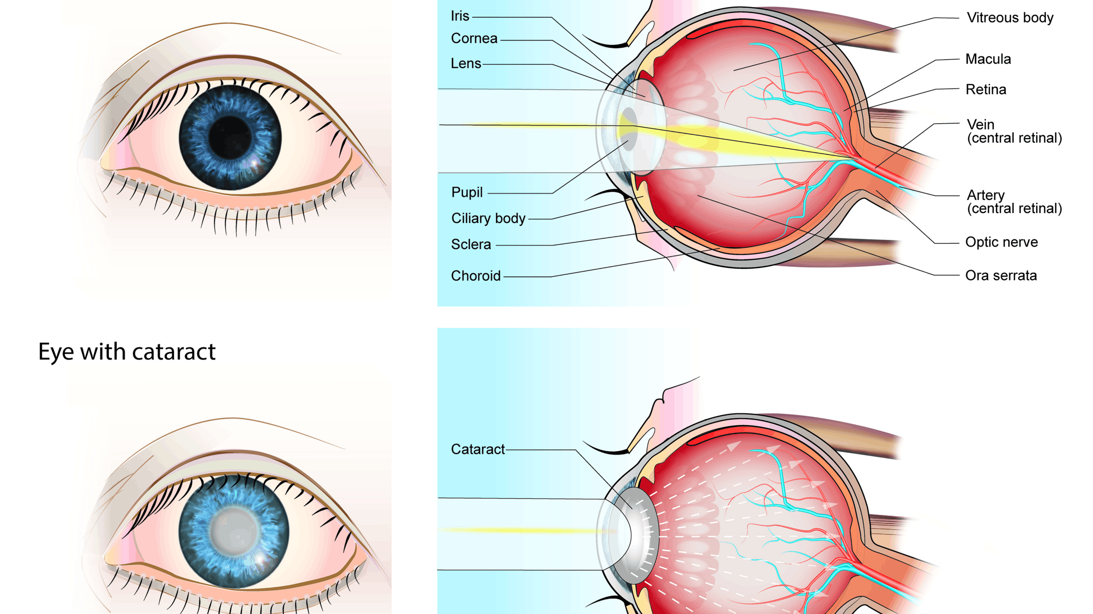 Healthy Vision ke liye Regular Eye Checkup kyu zaroori hai?